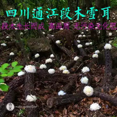 Imitation wild Tongjiang Basswood silver fungus dry goods sulfur-free clown ear Premium glutinous ear soup Special white fungus soup for pregnant women