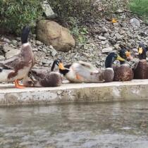 Xiangxi old duck teal green-headed duck farm pure grain free-range old duck whole gross weight 3-4 pounds ready to kill