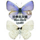 Precious gray butterfly quality unspread insect new specimens dried real butterfly specimens