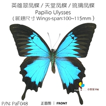 英雄翠凤蝶 天堂凤蝶 琉璃凤蝶Papilio Ulysses M型100-115mm印尼