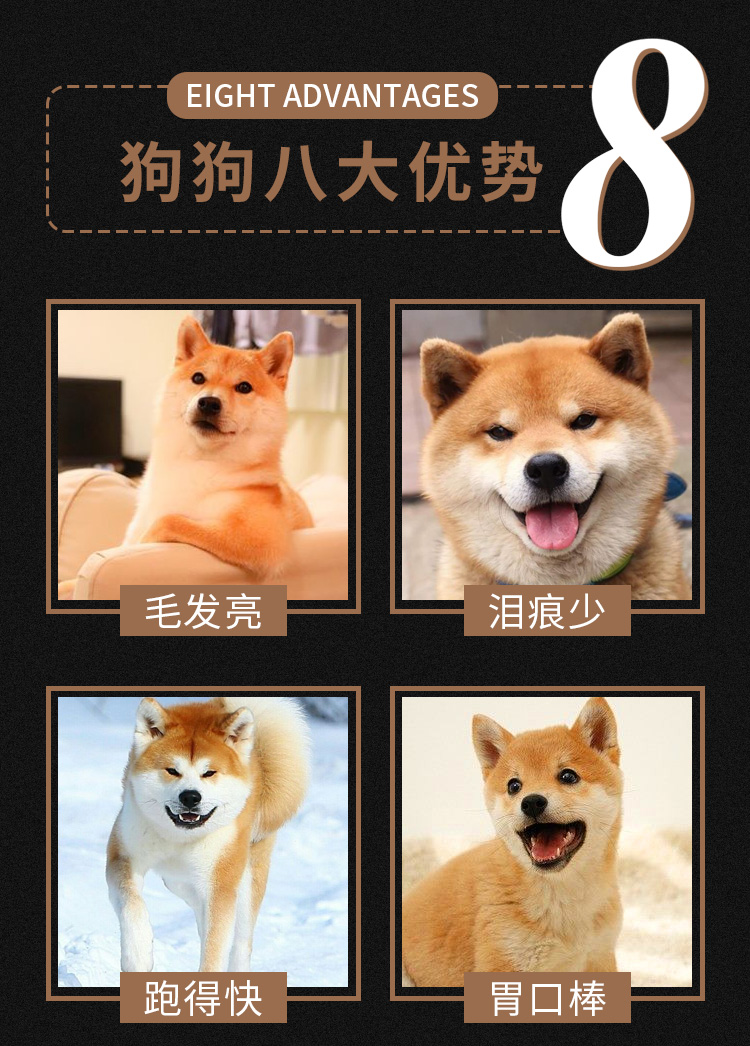 Thức ăn cho chó Shiba Inu Thức ăn cho chó Akita Inu đặc biệt thức ăn cho chó đặc biệt nhỏ và vừa chó thức ăn cho chó Trung Quốc chó Shiba Inu thức ăn cho chó 10 kg - Chó Staples hạt cho chó