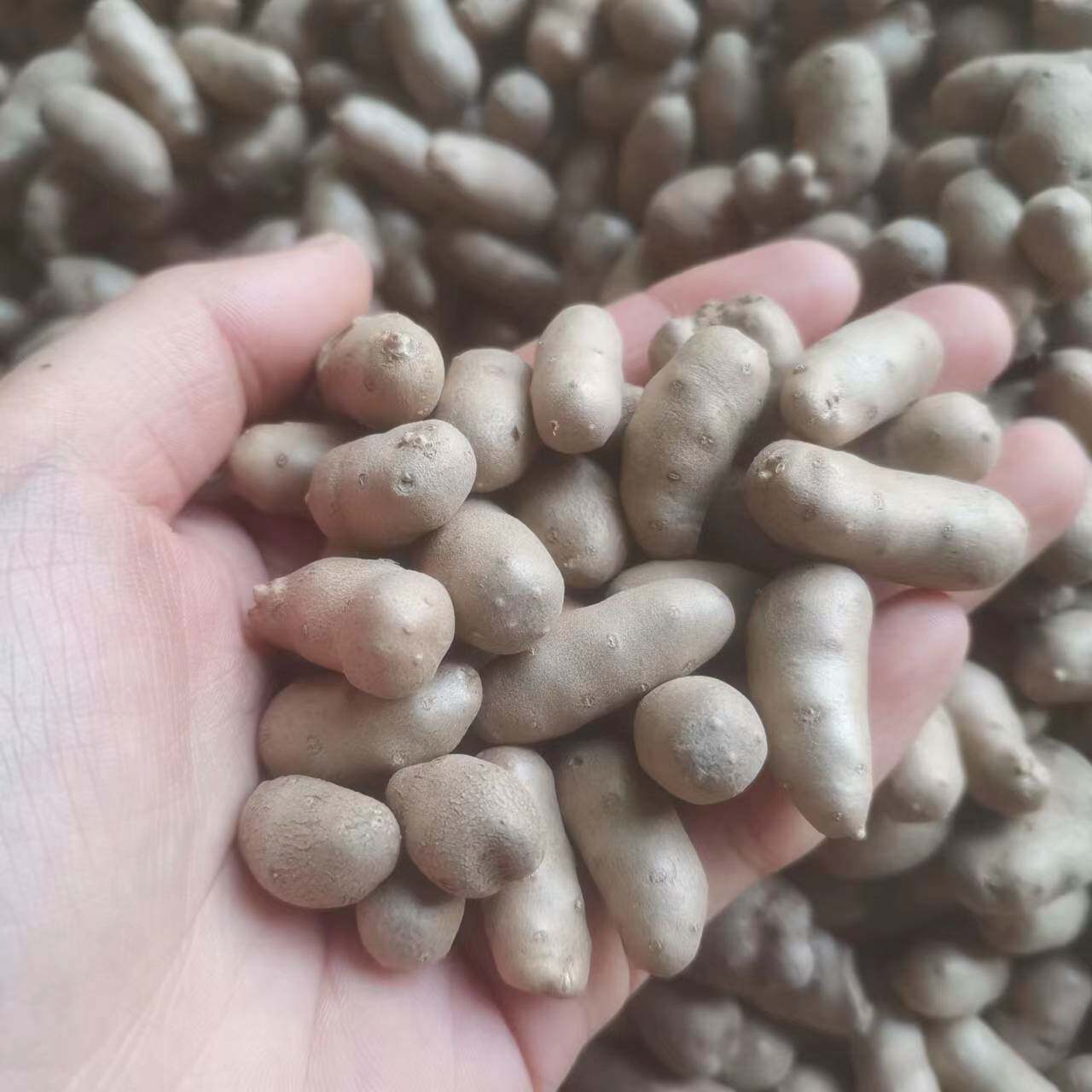 吃王氏野生小白嘴白山药豆，到底能不能代替一日三餐？2026新食补潮流大揭秘