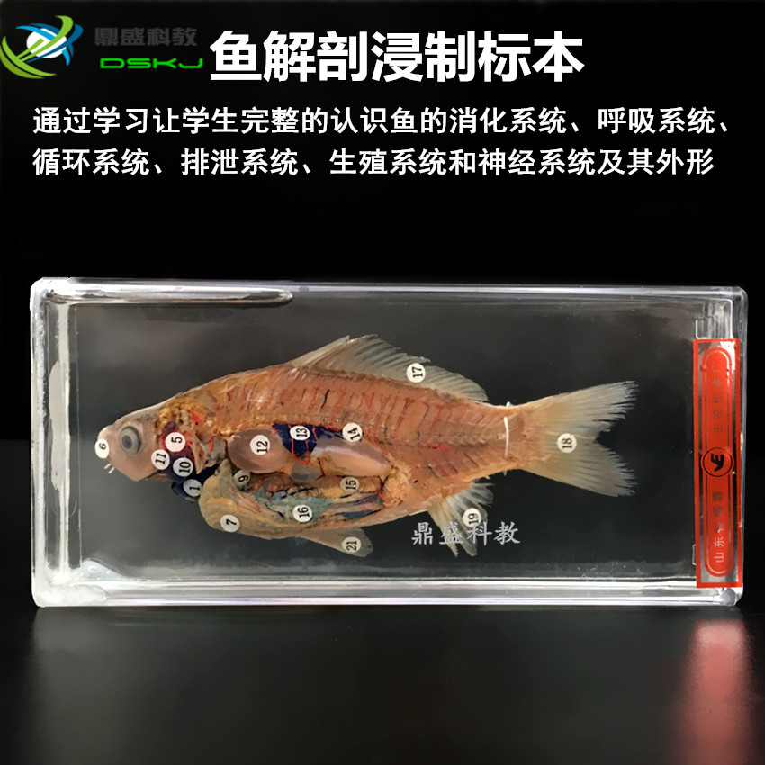 鱼解剖浸制标本 J43001 初中、高中生物实验器材 中学教学仪器