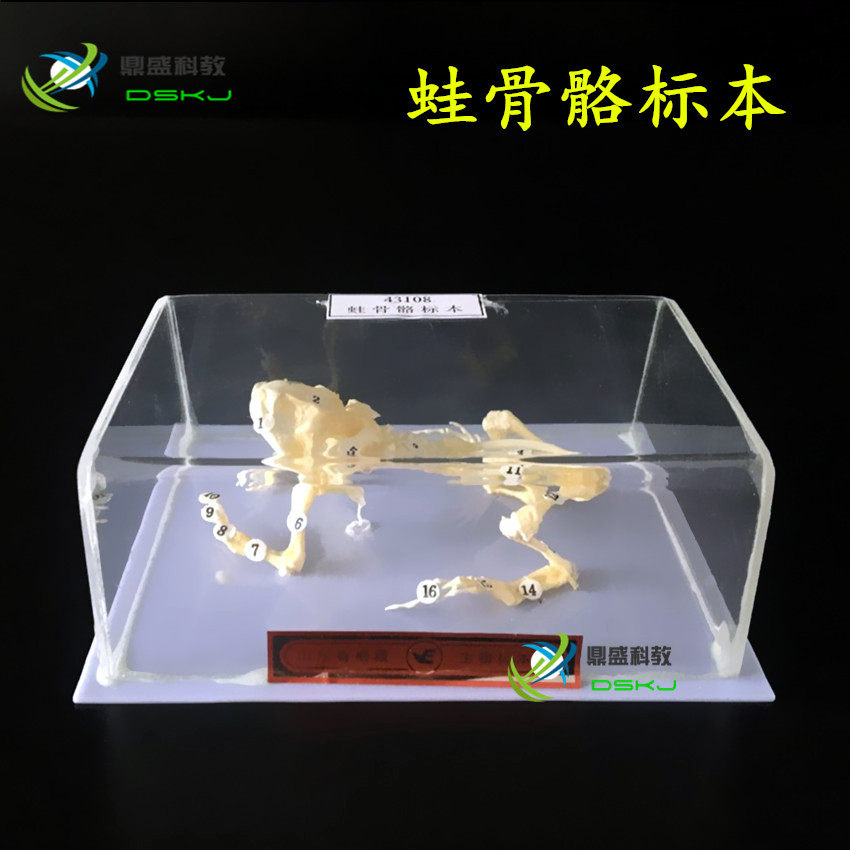 蛙骨骼标本 蟾蜍骨骼标本 J43108 中学生物实验器材 教学仪器
