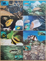 1998-29 Underwater World·Coral Reef Ornamental Fish Extreme Postcard