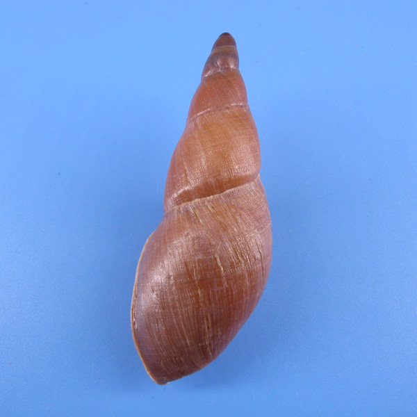 Gonyostomus goniostoma long mouth rose snail (stp5179001) -Taobao