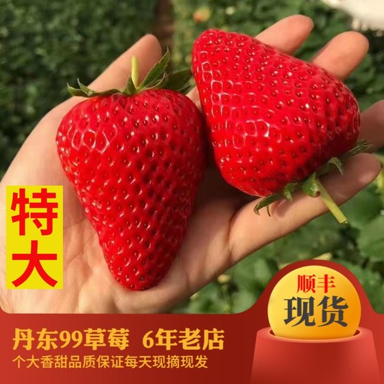 Dandong 99 Strawberry Fresh Dandong Jiujiu Strawberry Dandong Jiujiu Strawberry Donggang Strawberry Red Cream Big Strawberry