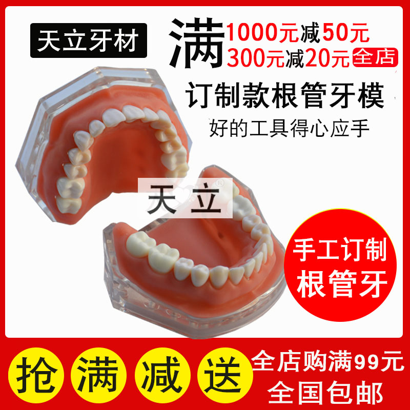 牙科根管牙模树脂牙种植离体牙备牙模型根管排龈开髓模型牙粒