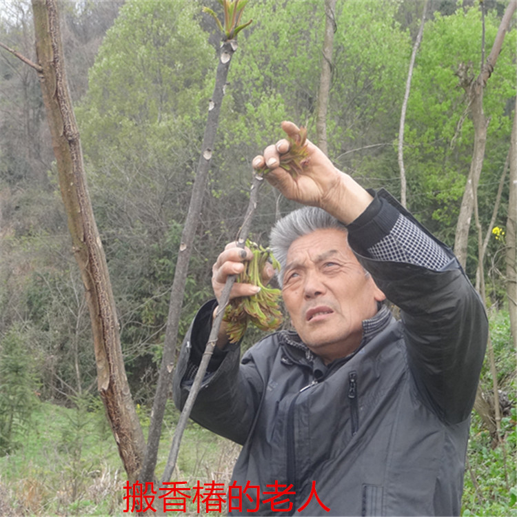 God Farmhouse Farmhouse Wild Dried Fragrant Toon of the Chinese toon of the Chinese toon of the Chinese toon of the Chinese toon of the Chinese toon of the Chinese toon 250g