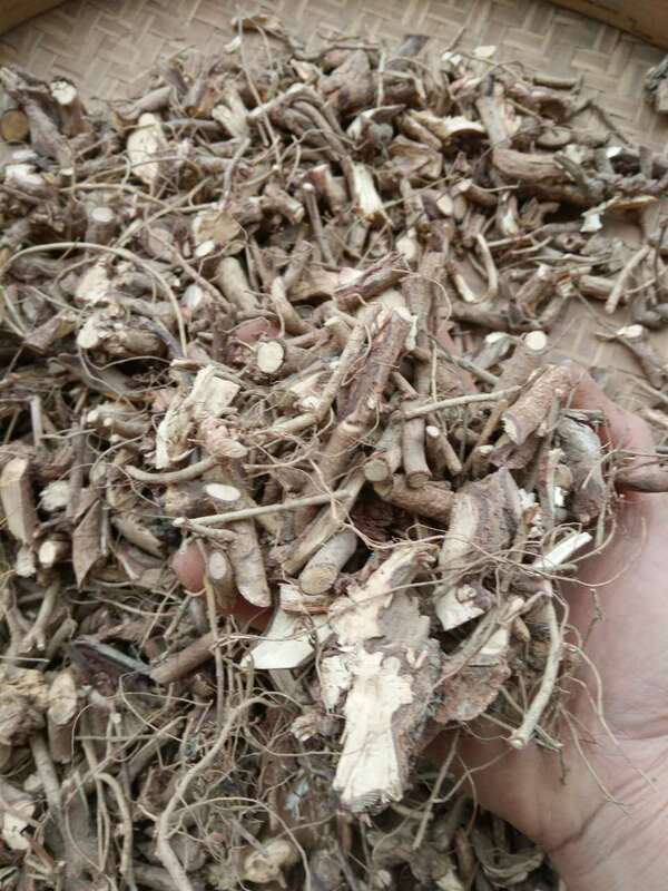 Pure Wild Money Grass Roots, Money Leopard Grass, Money String Grass, Double Money Grass, Money Tree Roots, Hairy Money Grass Roots Pure Wild Money Grass Roots, Money Leopard Grass, Money String Grass, Double Money Grass, Money Tree Roots, Hairy Money Grass Roots