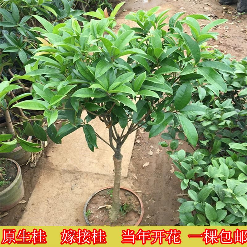 嫁接桂花樹苗四季桂花苗盆栽植物庭院室內觀帶花四季桂金桂濃香型