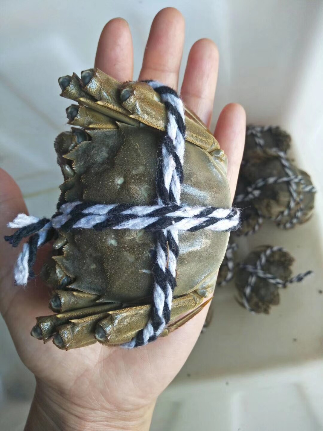 粉粉兴化大闸蟹