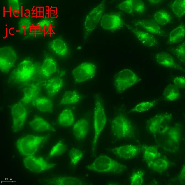 线粒体膜电位检测试剂盒 M8650 索莱宝