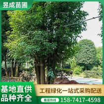 Parc de Camphor parc verdoyant La verdure municipale verte Trees Hunan Changsha Base Boutique Boutique Bulls Changsha