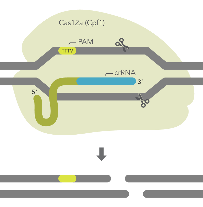 Dicer-Substrate Short Interfering RNAs (DsiRNAs) and TriFECT