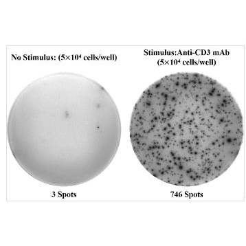 Human IL-2 (Interleukin 2) ELISPOT 酶联免疫斑点检测试剂盒
