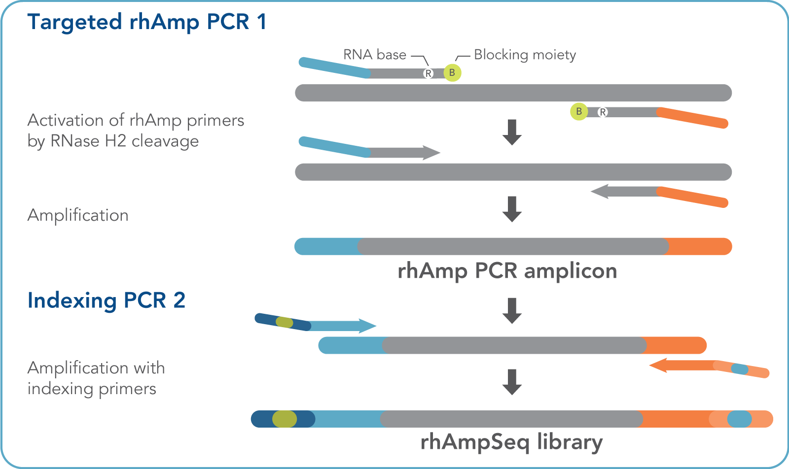 IDT Antisense oligonucleotides