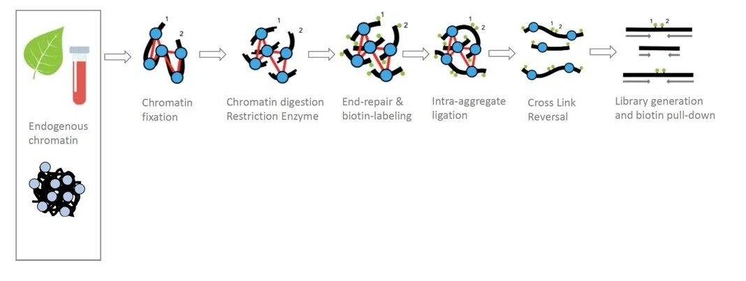 Dovetail Genomics 3D染色体分析试剂