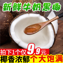 Pure fragrant fruit Hainan coconut fresh fruit seasonal coconut Emperor 1 pack black coconut full box coconut gravy