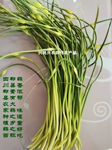 Sichuan Pi County local garlic sprouts fresh garlic moss farm vegetables pesto seedling moss is now picked and sent 1 3 5 pounds