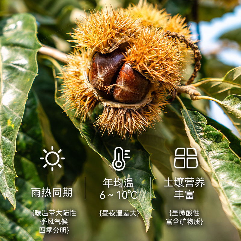 粒上皇板栗仁45g多袋装好吃又方便的即食小零食推荐-即食板栗-淘宝百科网