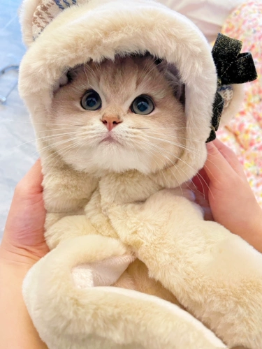 Бархатное одеяло, милый демисезонный удерживающий тепло плащ, с медвежатами