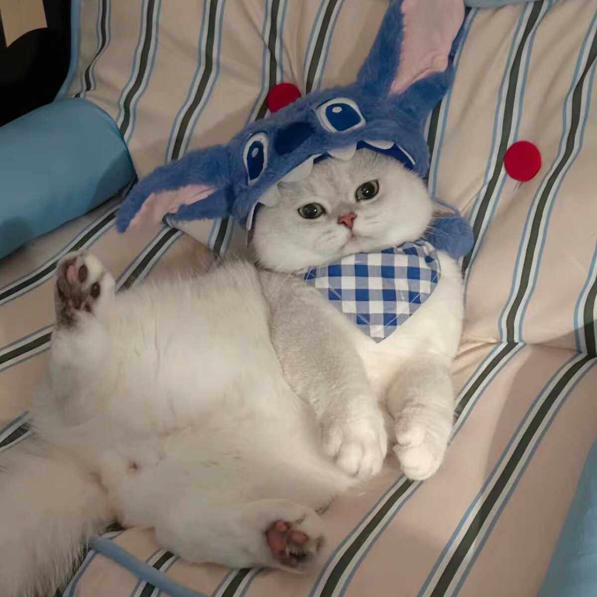 猫戴学士帽——图库图片© gurinaleksandr #102031858, image size:1200x1200