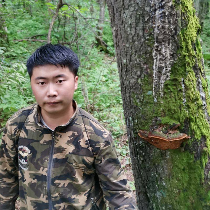 Wild pine needle layer pore fungus Changbai Mountain pure wild pine needle Lucid Lucid new stock 500 gr pine wood layer pore fungus dry product