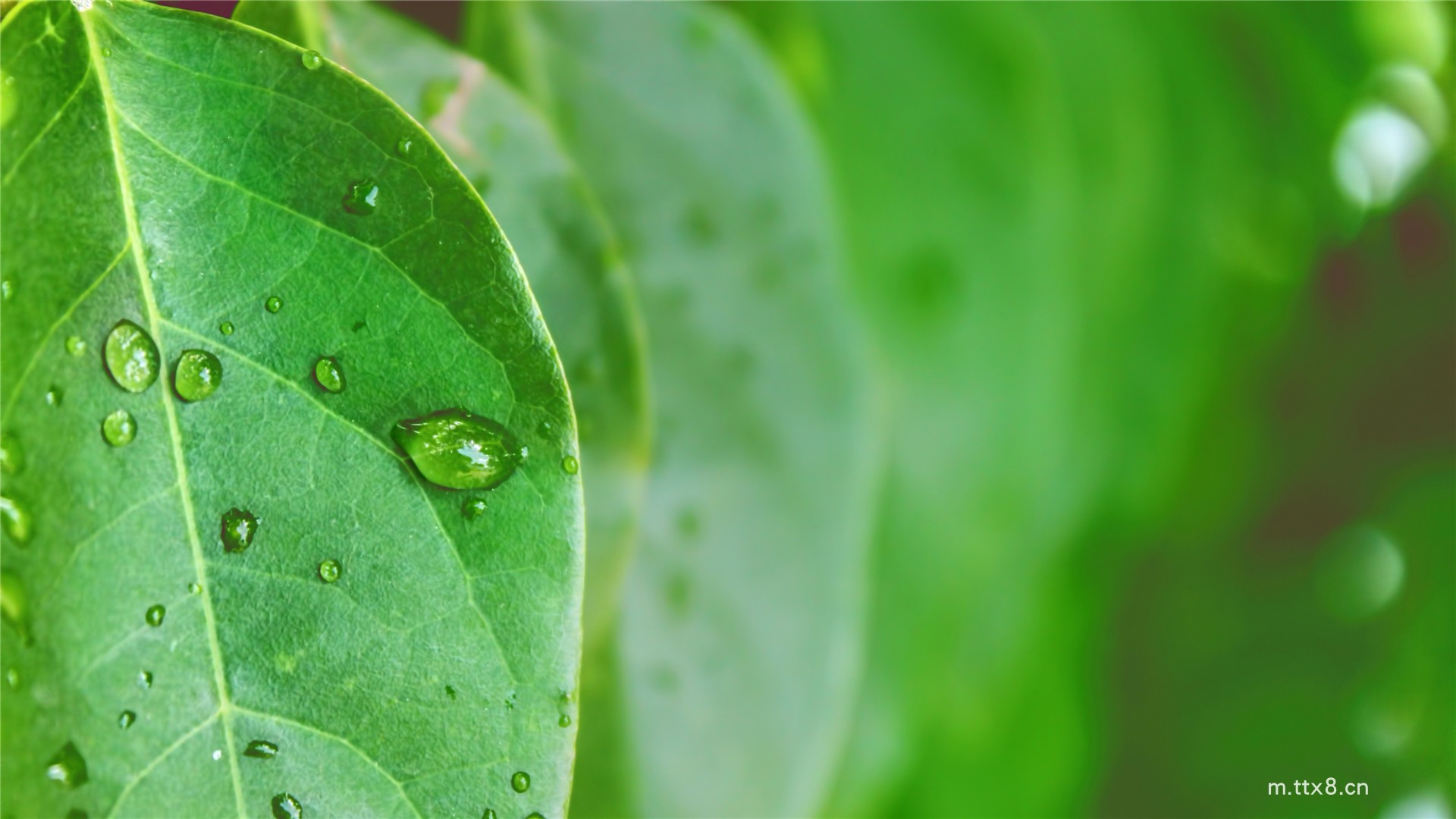 清新植物绿叶小水珠风景高清图片壁纸 绿色叶子护眼高清桌面壁纸13.jpg