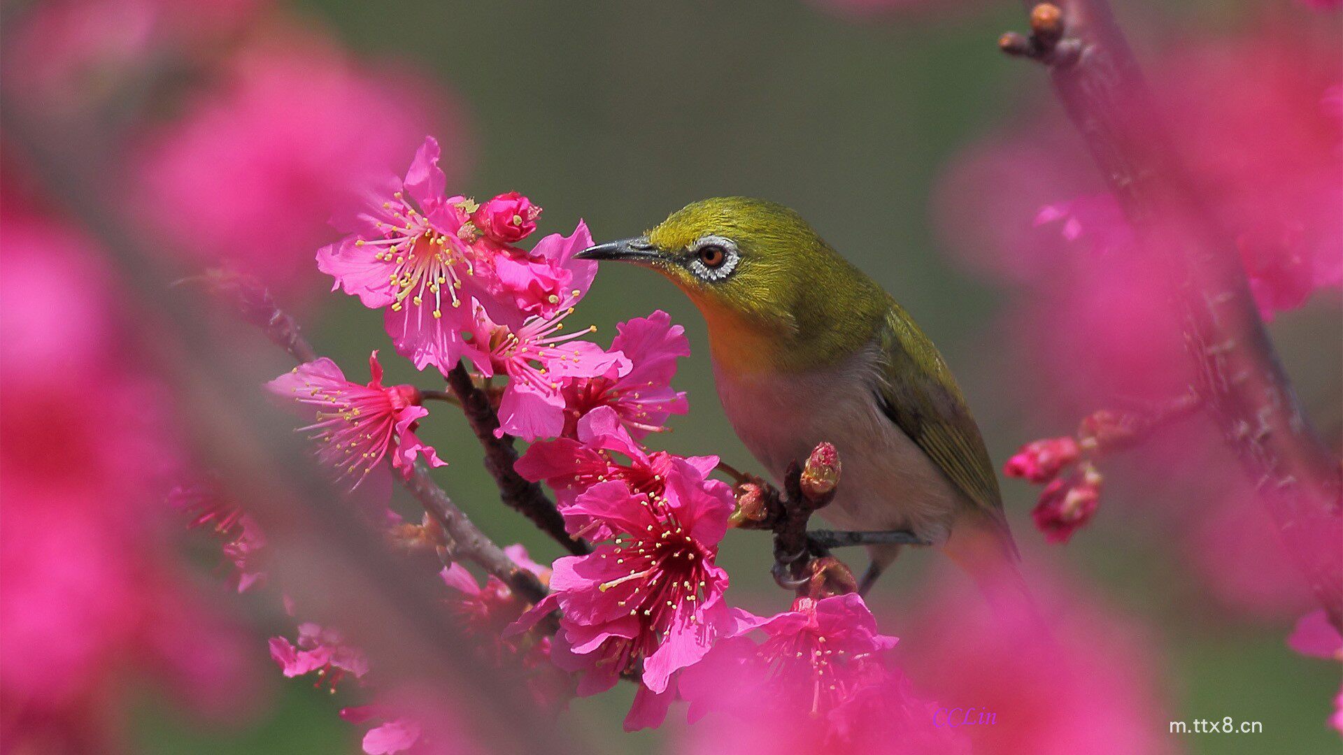 鸟,树,花,春天壁纸(1920x1080).jpg