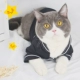 Mèo quần áo thú cưng đồ ngủ mùa thu và mùa đông tải Anh sữa ngắn mèo mèo mèo xanh mèo Garfield mèo không lông mèo quần áo mùa đông - Quần áo & phụ kiện thú cưng