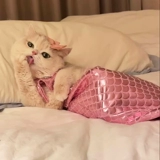 Одежда для кошек, украшения в виде русалки, рыбий хвост, забавный реквизит для фотографий, цельный костюм для домашних животных, в том же стиле, что и Douyin.