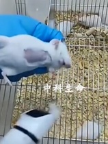 Large and mouse shaver small animal electric shaver mouse surgical hair removal machine shaving and hair removal hair removal cream experiment