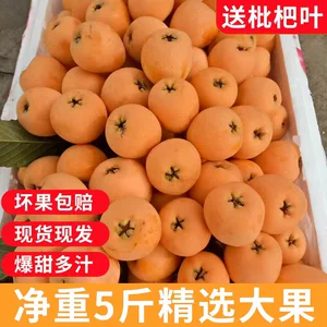 Sichuan Sweet Loquat 5 Catties Fresh Season Fruit Fruit Беременные женщины, выбирающие ферму Большой фрукты Fruit Fruit Whole Box Spot