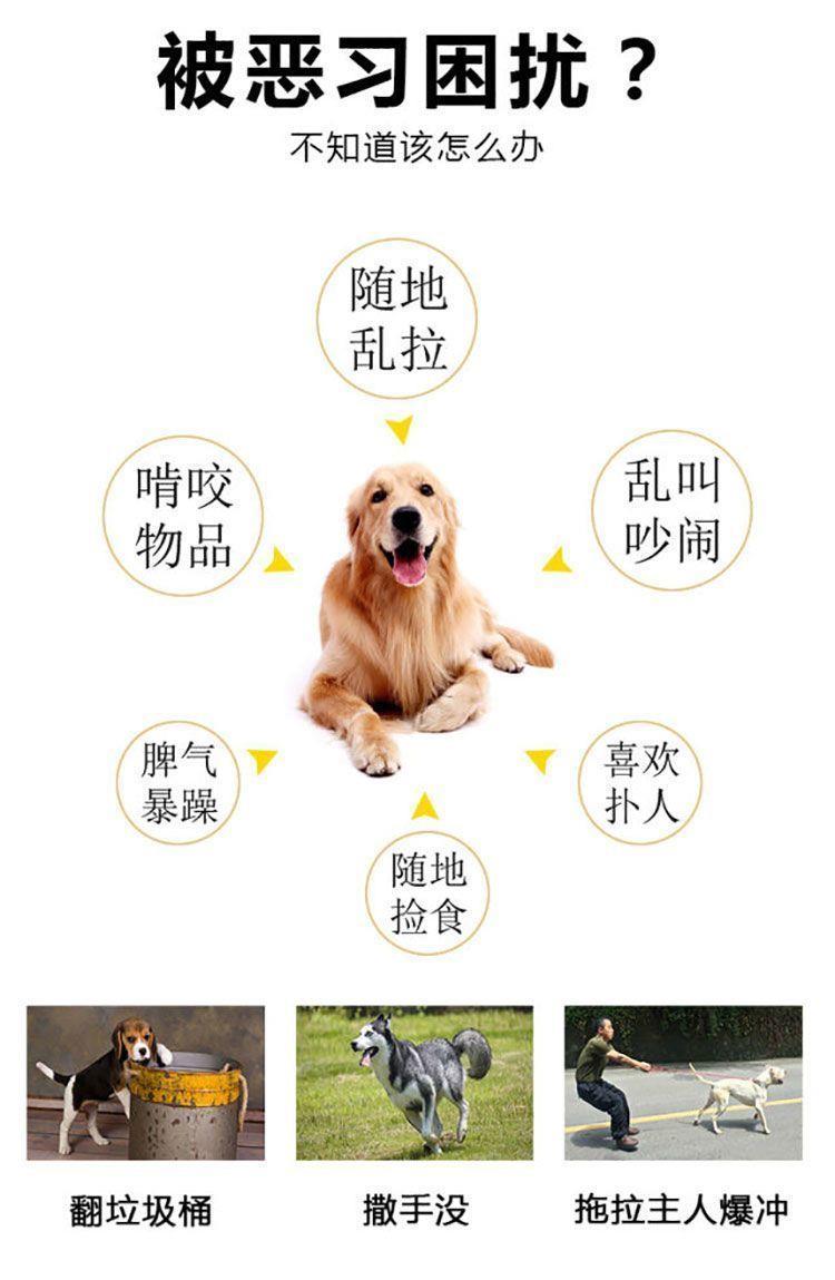 训狗教程金毛边牧狗狗零基础新版宠物定点上厕所动作训练视频课程