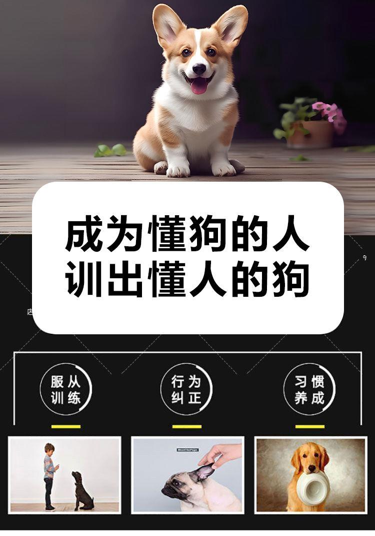 训狗教程金毛边牧狗狗零基础新版宠物定点上厕所动作训练视频课程