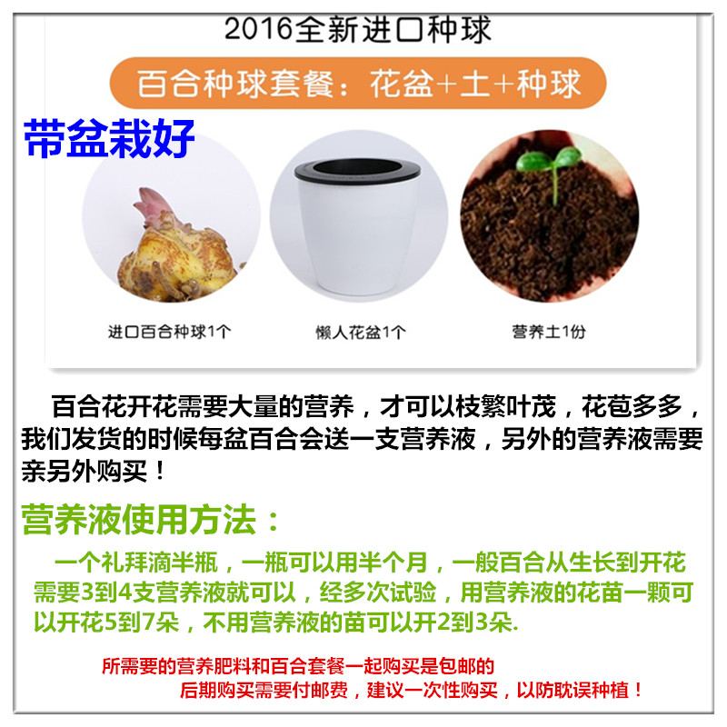 香水百合花种球 含盆送土 栽好带芽发货 四季绿植盆栽花卉室内外