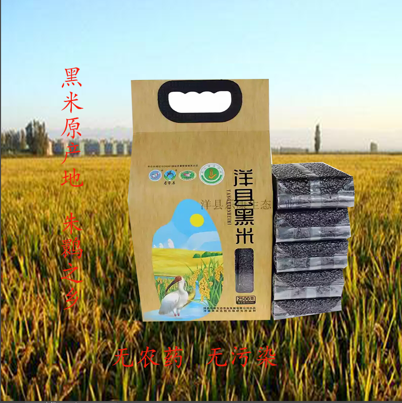 Black rice in black rice in Yangxian County of Shaanxi Province with pollution-free grain black glutinous rice farmers self-produced black glutinous rice 5 catties