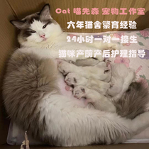 Cat delivery one-on-one guidance throughout the whole process of midwifery pregnant female cat production and delivery postpartum care for confinement teaching