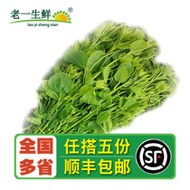 (Laosheng Fresh) Fresh Moringa Seedlings 250g Girls Vegetables Red Cangteng Hotels Special Ingredients