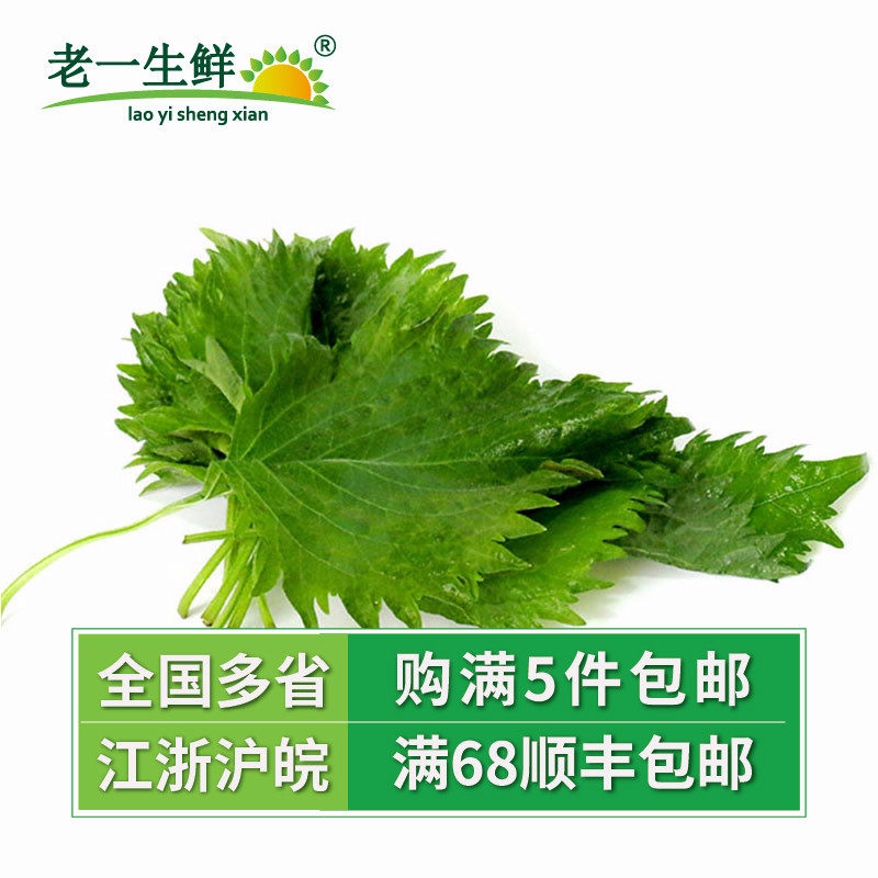 (old one fresh) fresh large leafy green purple suzu leaves 1 box of about 40 pieces Japanese-style purple suzu leaves
