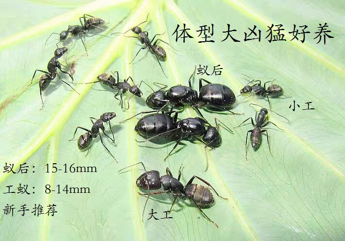 Japanese Bow Dorsal Ants Pets Ants Small Belly Ants FEROCIOUS OVERSIZED ANTS