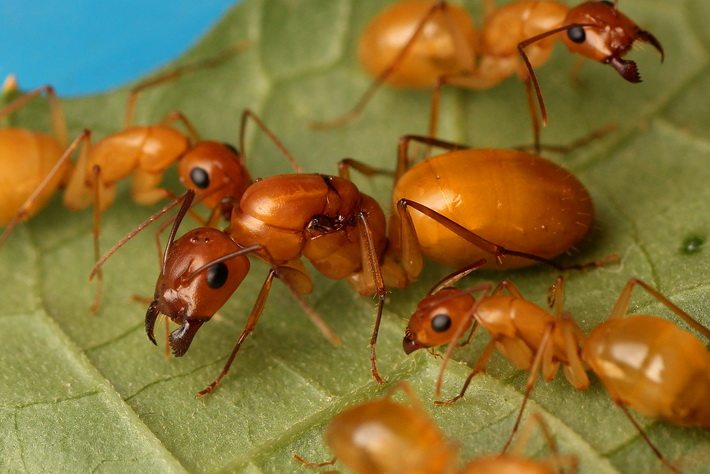 Small Tummy Colony Full Yellow Earth Ear Its Bow Back Ant Pet Ant Living Megant Wild Vegetable Group