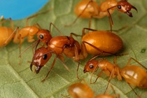 Small Tummy Colony Full Yellow Earth Ear Its Bow Back Ant Pet Ant Living Megant Wild Vegetable Group