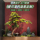 High-end light luxury fake green plant landscaping combination
