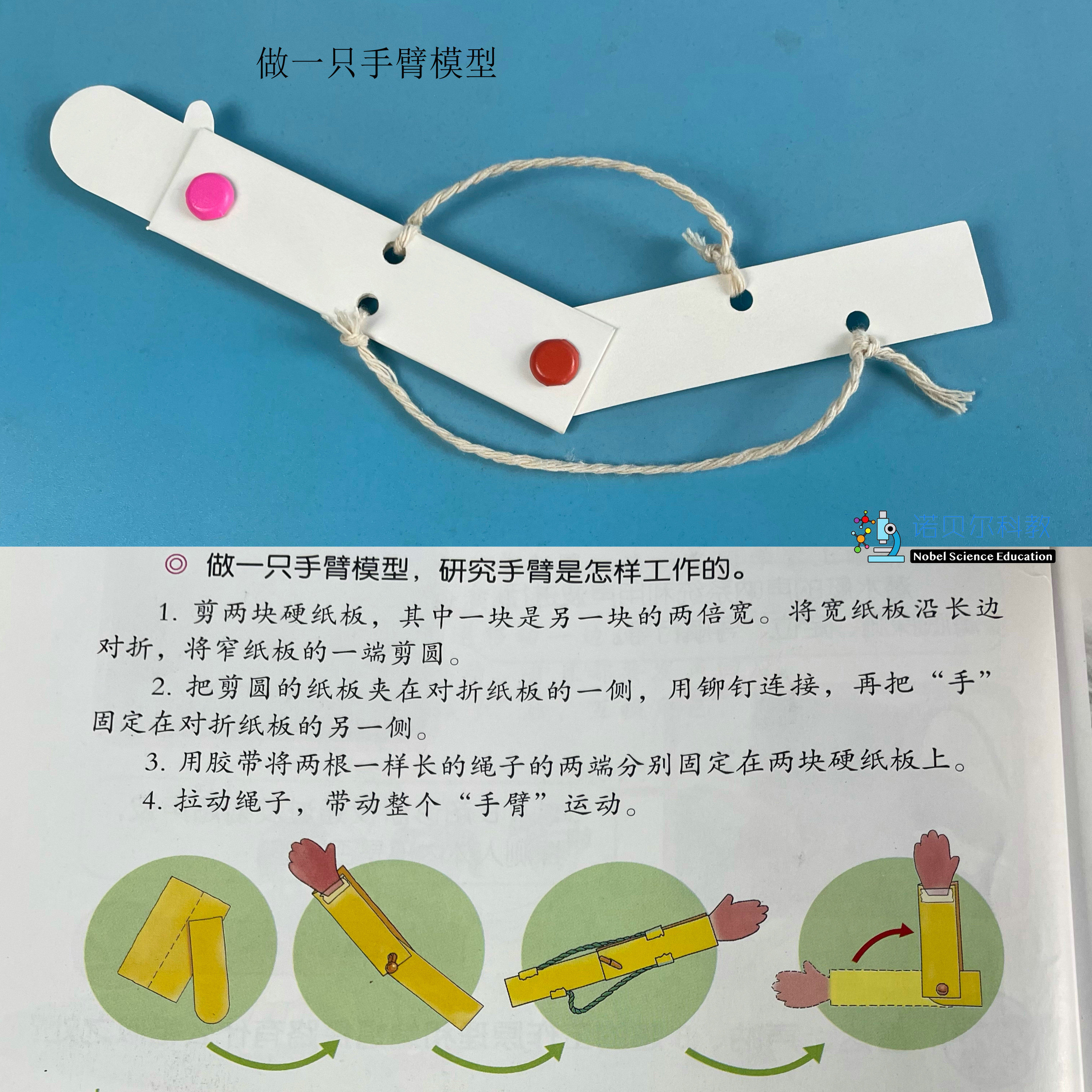 做一个手臂模型诺贝尔科教实验材料研究手臂是怎样工作的器材