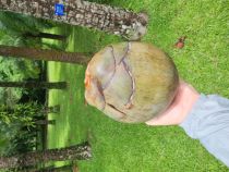 Coconut Big Coconut Test Product