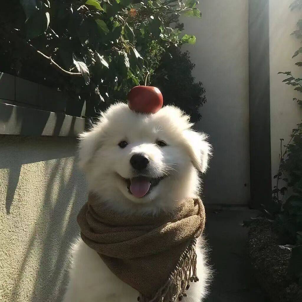 扬翎