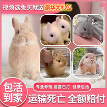 Dwarf rabbit living mini Mini small long crabapple Phoenix eye tea cup cat cat rabbit lop rabbit pet rabbit living creature