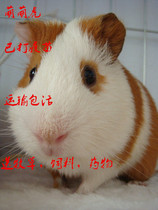 Send hay feed Dutch pig living Dutch rat pet Reverse Hair Short-shun baby guinea pig guinea pig long hair